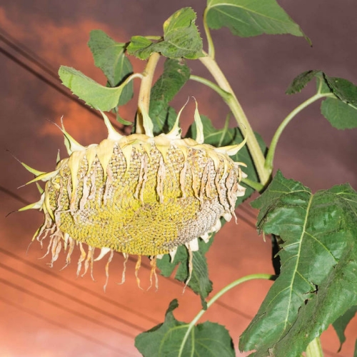 Phatness Fillerkiller - Os Melhores Discos de 2025